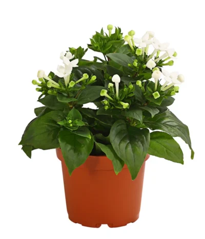 Bouvardie - Bouvardia -Haus Pflanzen Welt 8209389 WE FS 003 BouvardieBourvardiaHybrideT12DehnerExpressHerzig