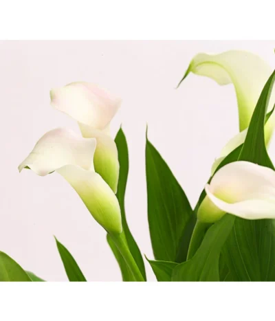Zimmercalla - Zantedeschia Albomaculata, Verschiedene Sorten -Haus Pflanzen Welt 8210734 WE DE 001 CallaOWDehnerExpressHerzig