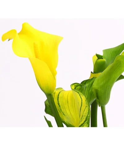 Zimmercalla - Zantedeschia Albomaculata, Verschiedene Sorten -Haus Pflanzen Welt 8210734 WE DE 001 ZantedeschiaHybrideT12OWDehnerExpressHerzig