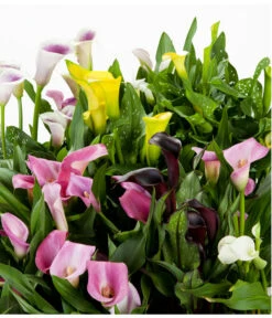 Zimmercalla - Zantedeschia Albomaculata, Verschiedene Sorten -Haus Pflanzen Welt 8210734 WE DE 002 ZantedeschiaHybrideMixEvaWunderlich