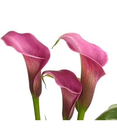 Zimmercalla - Zantedeschia Albomaculata, Verschiedene Sorten -Haus Pflanzen Welt 8210734 WE DE 002 ZantedeschiaHybrideT12owDehnerExpressHerzig