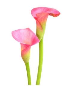 Zimmercalla - Zantedeschia Albomaculata, Verschiedene Sorten -Haus Pflanzen Welt 8210734 WE DE 003 ZantedeschiaHybrideT12OWDehnerExpressHerzig
