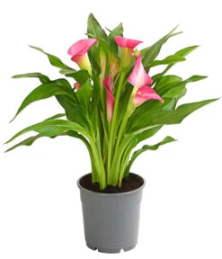 Zimmercalla - Zantedeschia Albomaculata, Verschiedene Sorten -Haus Pflanzen Welt 8210734 WE FS 003 ZantedeschiaHybrideT12OWDehnerExpressHerzig