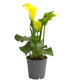 Zimmercalla - Zantedeschia Albomaculata, Verschiedene Sorten -Haus Pflanzen Welt 8210734 WE FS 004 ZantedeschiaHybrideT12OWDehnerExpressHerzig