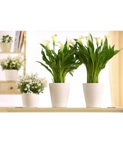 Zimmercalla - Zantedeschia Albomaculata, Verschiedene Sorten -Haus Pflanzen Welt 8210734 WE MO 001 CallaDehnerExpressHerzig