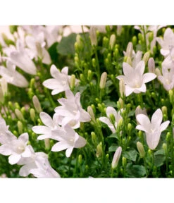 Glockenblume - Campanula Portenschlagiana 'Get Mee®' 7 Glockenblume - Campanula Portenschlagiana 'Get Mee®' -Haus Pflanzen Welt 8211450 WE DE 001 GlockenblumeCampanulaWeissT10Euroflora