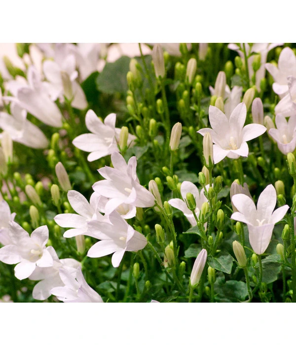 Glockenblume - Campanula Portenschlagiana 'Get Mee®' 5 Glockenblume - Campanula Portenschlagiana 'Get Mee®' – Bild 3