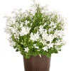 Glockenblume - Campanula Portenschlagiana 'Get Mee®' 1 Glockenblume - Campanula Portenschlagiana 'Get Mee®' -Haus Pflanzen Welt 8211450 WE FS 001 GlockenblumeCampanulaWeissT10DehnerExpressHerzig