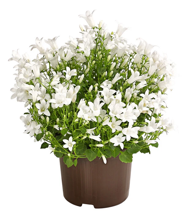 Glockenblume - Campanula Portenschlagiana 'Get Mee®' 3 Glockenblume - Campanula Portenschlagiana 'Get Mee®'
