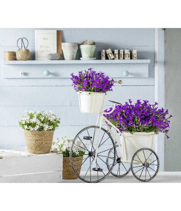 Glockenblume - Campanula Portenschlagiana 'Get Mee®' 4 Glockenblume - Campanula Portenschlagiana 'Get Mee®' – Bild 2