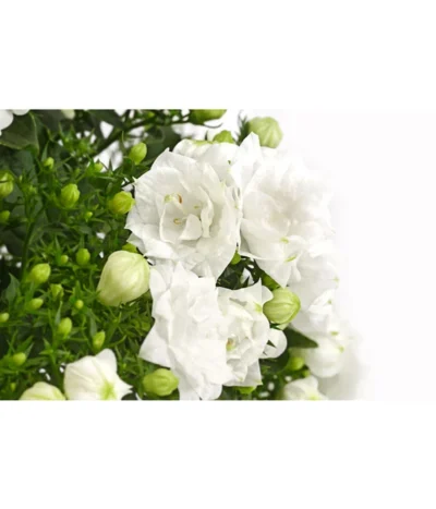 Glockenblume - Campanula Haylodgensis 'White Like Mee®' 5 Glockenblume - Campanula Haylodgensis 'White Like Mee®' -Haus Pflanzen Welt 8211658 PR DE 001 GlockenblumeCampanulaWhiteLikeMeeT10DehnerExpressHerzig