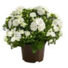 Glockenblume - Campanula Haylodgensis 'White Like Mee®' 2 Glockenblume - Campanula Haylodgensis 'White Like Mee®' -Haus Pflanzen Welt 8211658 PR FS 001 GlockenblumeCampanulaWhiteLikeMeeT10DehnerExpressHerzig