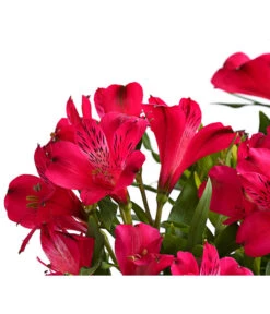 Inkalilie, Verschiedene Sorten -Haus Pflanzen Welt 8211872 FS DE 002 AlstromeriaMixT23DehnerExpressHerzig