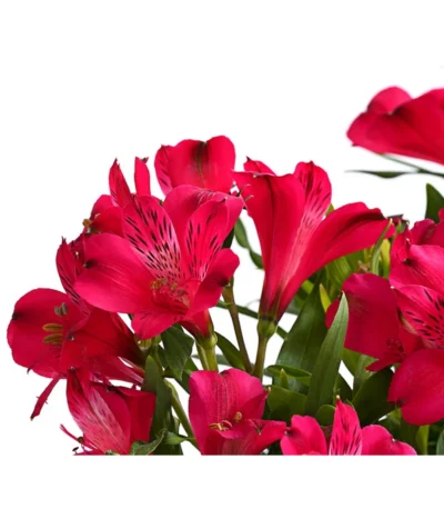 Inkalilie, Verschiedene Sorten 18 Inkalilie, Verschiedene Sorten -Haus Pflanzen Welt 8211872 FS DE 002 AlstromeriaMixT23DehnerExpressHerzig