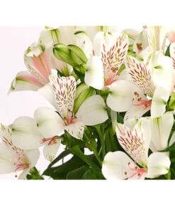 Inkalilie, Verschiedene Sorten -Haus Pflanzen Welt 8211872 WE DE 001 AlstromeriaMixT23DehnerExpressHerzig