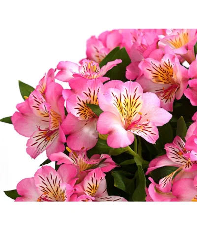 Inkalilie, Verschiedene Sorten 19 Inkalilie, Verschiedene Sorten -Haus Pflanzen Welt 8211872 WE DE 003 AlstromeriaMixT23DehnerExpressHerzig