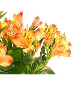 Inkalilie, Verschiedene Sorten -Haus Pflanzen Welt 8211872 WE DE 004 AlstromeriaMixT23DehnerExpressHerzig