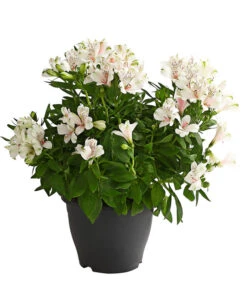 Inkalilie, Verschiedene Sorten -Haus Pflanzen Welt 8211872 WE FS 001 AlstromeriaMixT23DehnerExpressHerzig