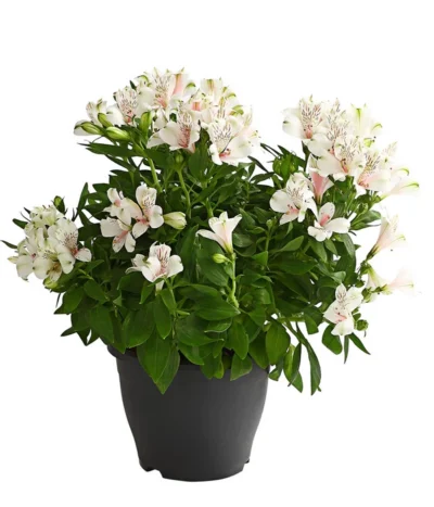 Inkalilie, Verschiedene Sorten 16 Inkalilie, Verschiedene Sorten -Haus Pflanzen Welt 8211872 WE FS 001 AlstromeriaMixT23DehnerExpressHerzig