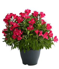 Inkalilie, Verschiedene Sorten -Haus Pflanzen Welt 8211872 WE FS 002 AlstromeriaMixT23DehnerExpressHerzig