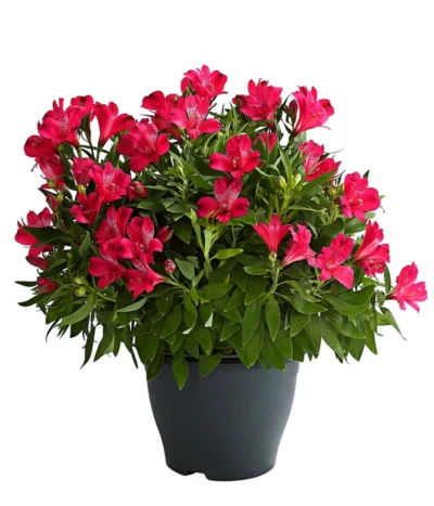 Inkalilie, Verschiedene Sorten 14 Inkalilie, Verschiedene Sorten -Haus Pflanzen Welt 8211872 WE FS 002 AlstromeriaMixT23DehnerExpressHerzig