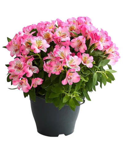 Inkalilie, Verschiedene Sorten 15 Inkalilie, Verschiedene Sorten -Haus Pflanzen Welt 8211872 WE FS 003 AlstromeriaMixT23DehnerExpressHerzig