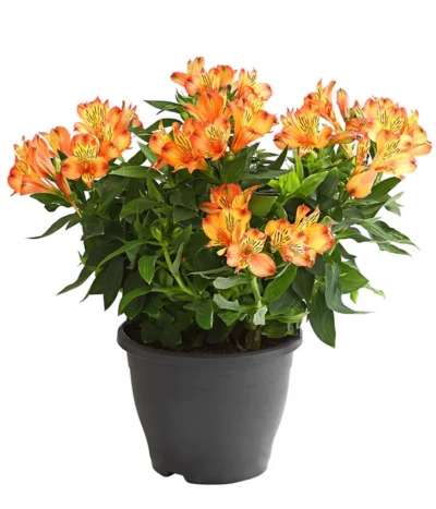 Inkalilie, Verschiedene Sorten 17 Inkalilie, Verschiedene Sorten -Haus Pflanzen Welt 8211872 WE FS 004 AlstromeriaMixT23DehnerExpressHerzig