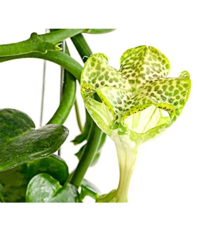 Kletternde Leuchterblume - Ceropegia Sandersonii, Säule 7 Kletternde Leuchterblume - Ceropegia Sandersonii, Säule -Haus Pflanzen Welt 8212193 PR DE 001 CeropegiaSandersoniiFallschirmblumeT12DehnerExpressHerzig