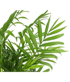 Bergpalme - Chamaedorea Elegans 9 Bergpalme - Chamaedorea Elegans -Haus Pflanzen Welt 8212318 WE DE 001 BergpalmeChamaedoreaElegansT9DehnerExpressHerzig