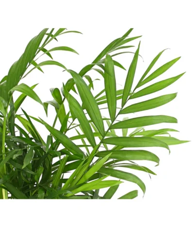 Bergpalme - Chamaedorea Elegans -Haus Pflanzen Welt 8212318 WE DE 001 BergpalmeChamaedoreaElegansT9DehnerExpressHerzig