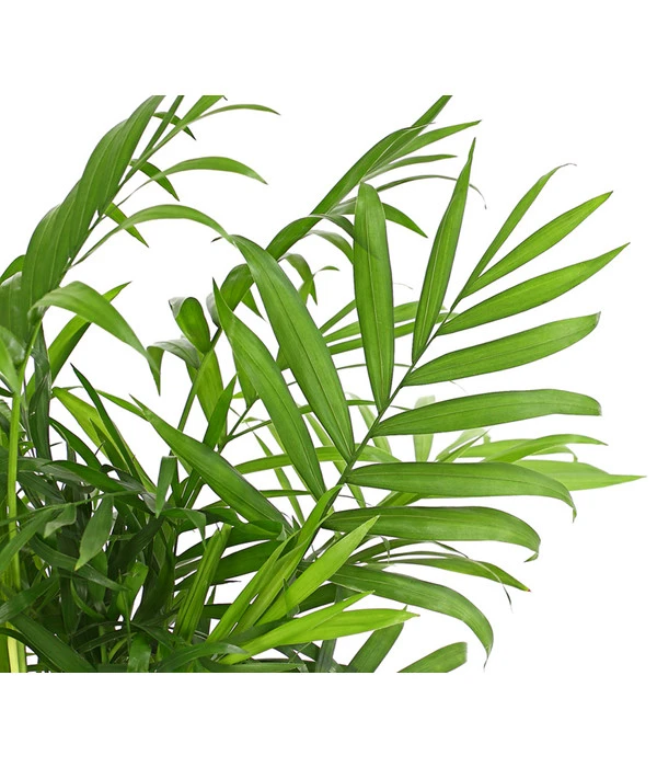 Bergpalme - Chamaedorea Elegans 6 Bergpalme - Chamaedorea Elegans – Bild 4