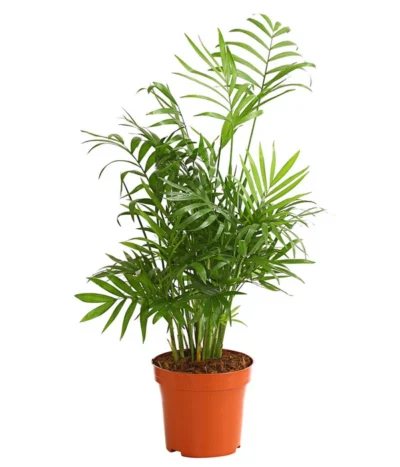 Bergpalme - Chamaedorea Elegans