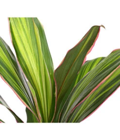 Keulenlilie - Cordyline Cultivars, Verschiedene Sorten -Haus Pflanzen Welt 8212508 PR DE 002 KeulenlinieCordylineCultivarsT13DehnerHerzig