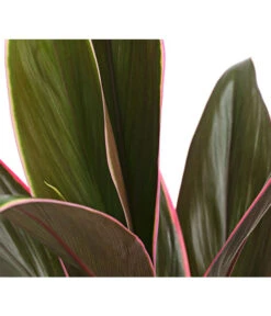 Keulenlilie - Cordyline Cultivars, Verschiedene Sorten -Haus Pflanzen Welt 8212508 PR DE 003 KeulenlinieCordylineCultivarsT13DehnerHerzig