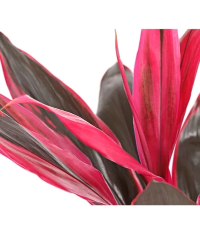 Keulenlilie - Cordyline Cultivars, Verschiedene Sorten 17 Keulenlilie - Cordyline Cultivars, Verschiedene Sorten -Haus Pflanzen Welt 8212508 PR DE 004 KeulenlinieCordylineCultivarsT13DehnerHerzig