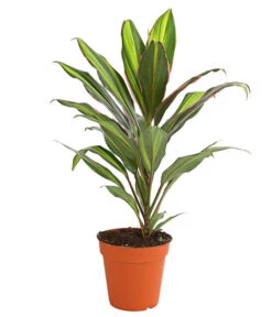 Keulenlilie - Cordyline Cultivars, Verschiedene Sorten -Haus Pflanzen Welt 8212508 PR FS 002 KeulenlinieCordylineCultivarsT13DehnerHerzig