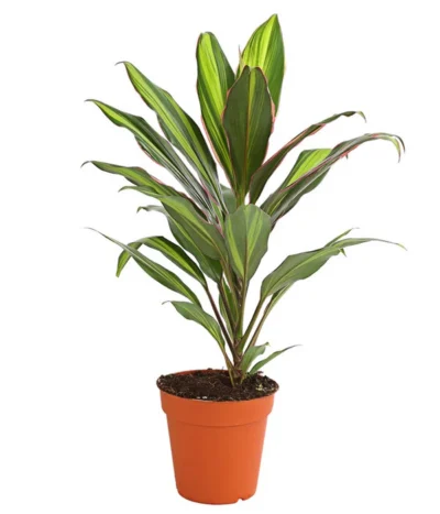 Keulenlilie - Cordyline Cultivars, Verschiedene Sorten 12 Keulenlilie - Cordyline Cultivars, Verschiedene Sorten -Haus Pflanzen Welt 8212508 PR FS 002 KeulenlinieCordylineCultivarsT13DehnerHerzig