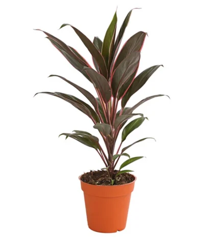 Keulenlilie - Cordyline Cultivars, Verschiedene Sorten 11 Keulenlilie - Cordyline Cultivars, Verschiedene Sorten -Haus Pflanzen Welt 8212508 PR FS 003 KeulenlinieCordylineCultivarsT13DehnerHerzig
