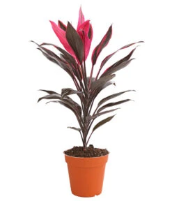 Keulenlilie - Cordyline Cultivars, Verschiedene Sorten -Haus Pflanzen Welt 8212508 PR FS 004 KeulenlinieCordylineCultivarsT13DehnerHerzig