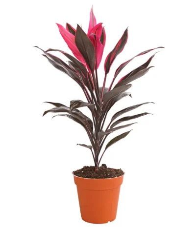 Keulenlilie - Cordyline Cultivars, Verschiedene Sorten 13 Keulenlilie - Cordyline Cultivars, Verschiedene Sorten -Haus Pflanzen Welt 8212508 PR FS 004 KeulenlinieCordylineCultivarsT13DehnerHerzig