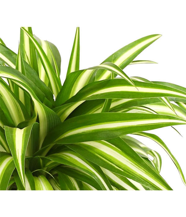 Grünlilie - Chlorophytum Comosum 4 Grünlilie - Chlorophytum Comosum – Bild 2