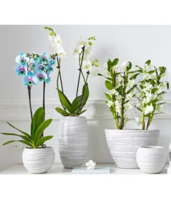 Schmetterlingsorchidee - Phalaenopsis Cultivars 'Blue Wonder' -Haus Pflanzen Welt 8212813 PR MO 001 BlueWonderDendrobiumSchmetterlingsorchideePhalaenopsisUveSauer2