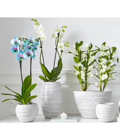 Schmetterlingsorchidee - Phalaenopsis Cultivars 'Blue Wonder' 10 Schmetterlingsorchidee - Phalaenopsis Cultivars 'Blue Wonder' -Haus Pflanzen Welt 8212813 PR MO 001 BlueWonderDendrobiumSchmetterlingsorchideePhalaenopsisUveSauer2