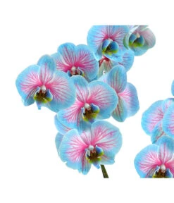Schmetterlingsorchidee - Phalaenopsis Cultivars 'Blue Wonder' -Haus Pflanzen Welt 8212813 WE DE 002 SchmetterlingsorchideePhalaenopsisBlueWonderHerzig