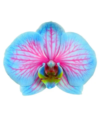 Schmetterlingsorchidee - Phalaenopsis Cultivars 'Blue Wonder' 13 Schmetterlingsorchidee - Phalaenopsis Cultivars 'Blue Wonder' -Haus Pflanzen Welt 8212813 WE DE PhalaenopsisBlueWonderDetailSeptemer