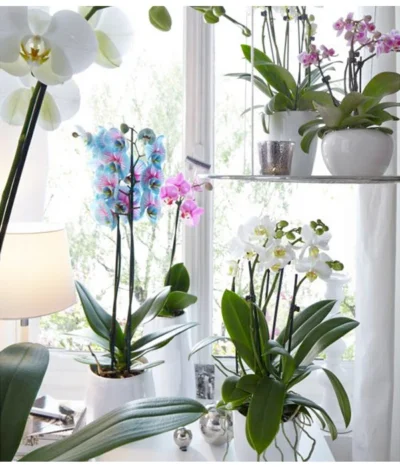 Schmetterlingsorchidee - Phalaenopsis Cultivars 'Blue Wonder' 11 Schmetterlingsorchidee - Phalaenopsis Cultivars 'Blue Wonder' -Haus Pflanzen Welt 8212813 WE MO 001 PhalaenopsisBlueWonderDehnerSeptember20152