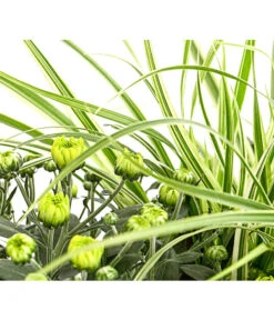 Herbst-Chrysantheme Mit Gras Im Blumenkasten, Verschiedene Farben -Haus Pflanzen Welt 8213217 PR DE 001 ChrysanthemeMulitfloraMitGrasKastenDehnerExpressHerzig