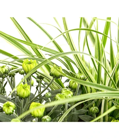 Herbst-Chrysantheme Mit Gras Im Blumenkasten, Verschiedene Farben -Haus Pflanzen Welt 8213217 PR DE 001 ChrysanthemeMulitfloraMitGrasKastenDehnerExpressHerzig