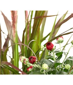 Herbst-Chrysantheme Mit Gras Im Blumenkasten, Verschiedene Farben -Haus Pflanzen Welt 8213217 PR DE 002 ChrysanthemeMulitfloraMitGrasKastenDehnerExpressHerzig