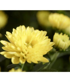 Herbst-Chrysantheme Mit Gras Im Blumenkasten, Verschiedene Farben -Haus Pflanzen Welt 8213217 PR DE 011 ChrysanthemeMultifloraImKastenMitGrasDehnerExpressZS